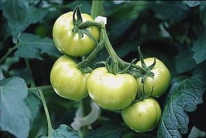pomidory 056