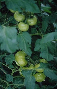 pomidory 057