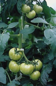 pomidory 058