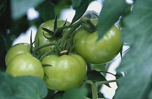 pomidory 059