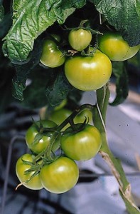 pomidory 060