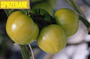 pomidory 064