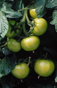 pomidory 065