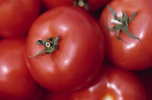 pomidory 066