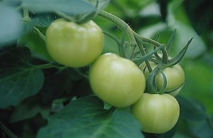 pomidory 067
