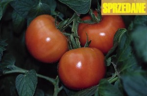 pomidory 069