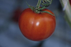 pomidory 070