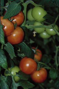 pomidory 071