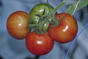pomidory 073