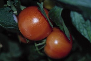 pomidory 074