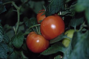 pomidory 075