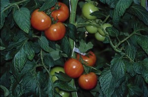 pomidory 076