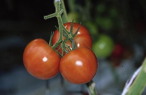 pomidory 077