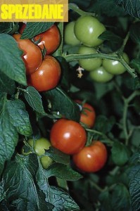 pomidory 078