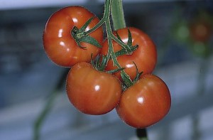 pomidory 080