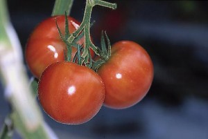 pomidory 081