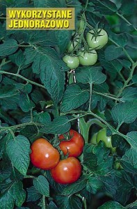 pomidory 082