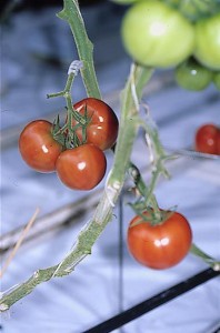 pomidory 084