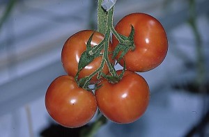 pomidory 085