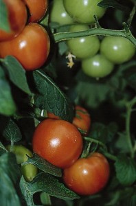 pomidory 086