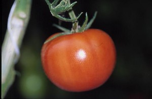 pomidory 087
