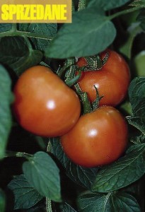 pomidory 088