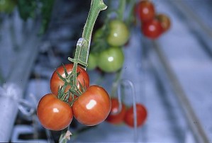 pomidory 089