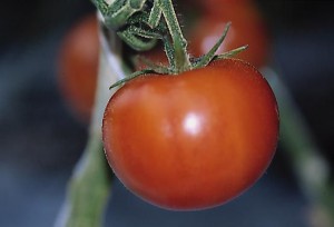 pomidory 090