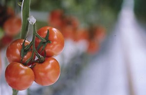pomidory 091
