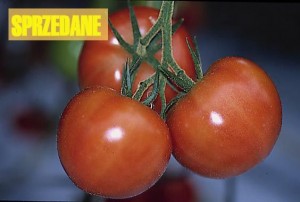 pomidory 092