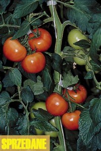 pomidory 094