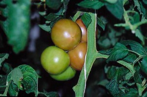 pomidory 099