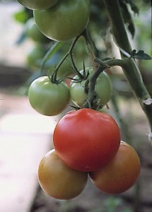 pomidory 103