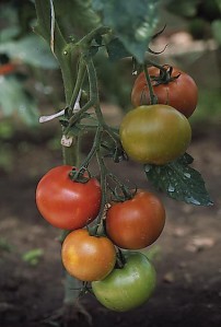 pomidory 104