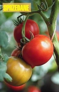 pomidory 105
