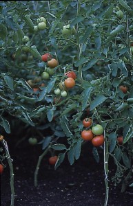 pomidory 106