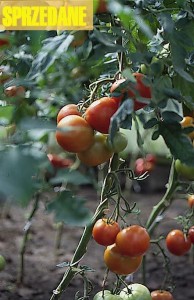 pomidory 107