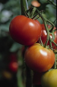 pomidory 110