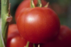 pomidory 112 