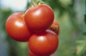 pomidory 113 