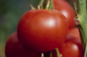 pomidory 114 
