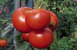pomidory 116 