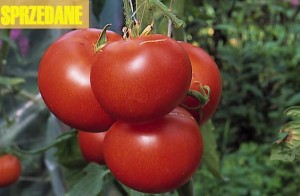 pomidory 117 