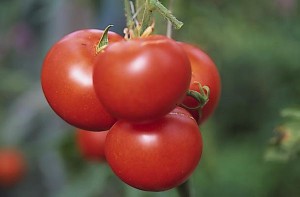 pomidory 118 