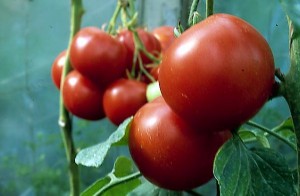 pomidory 119 