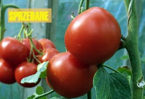 pomidory 121 