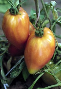 pomidory 124 
