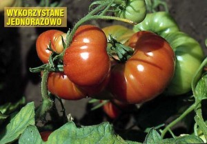 pomidory 125 