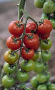 pomidory 126 