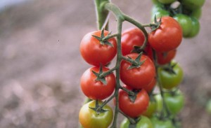 pomidory 128 